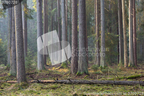 Image of Sunbeam entering rich coniferous forest