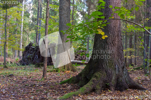 Image of Monumental old spruce in mixed stand of Bialowieza Forest