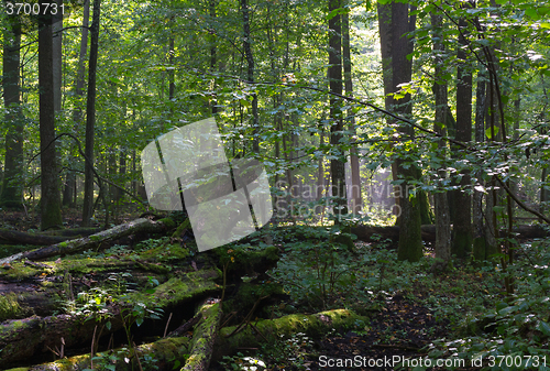 Image of Old moss wrapped ash tree lying in deciduous stand