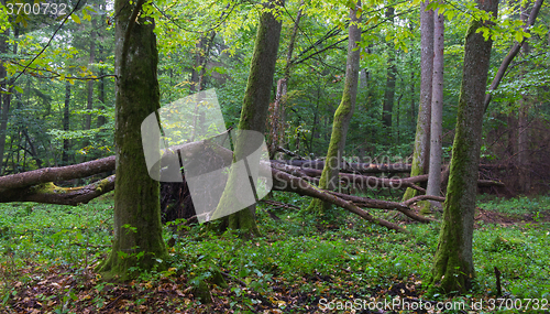 Image of Old alder trees of Bialowieza Forest