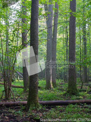 Image of Summertimel misty morning in the forest