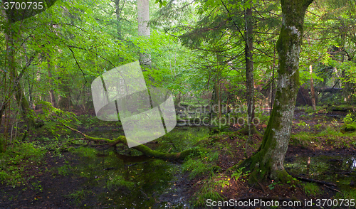 Image of Summertime sunrise in wet deciduous stand