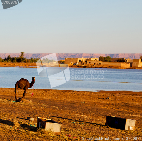 Image of sunshine in the lake yellow  desert of morocco sand and     dune