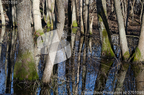 Image of tree trunks in flood waters  