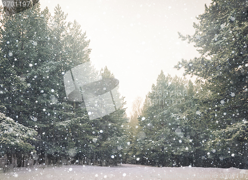 Image of Winter landscape