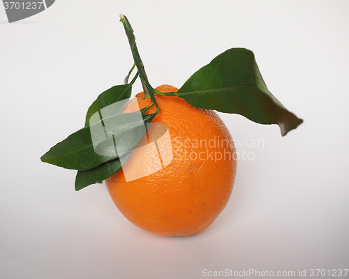 Image of Orange fruit