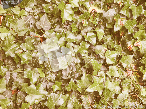 Image of Retro looking Ivy leaves