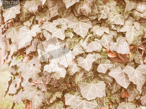 Image of Retro looking Ivy leaves