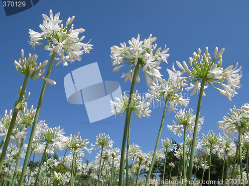 Image of Flowers