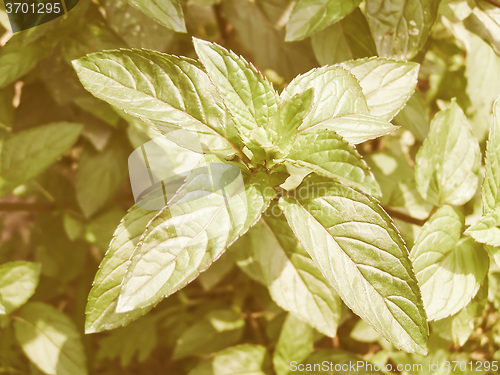 Image of Retro looking Peppermint picture