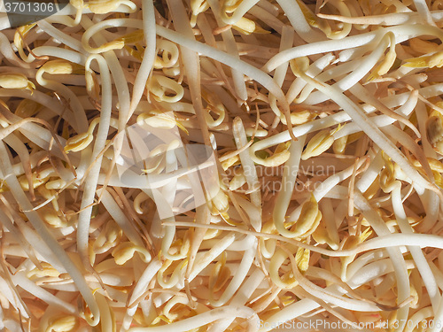 Image of Mung bean sprouts vegetables