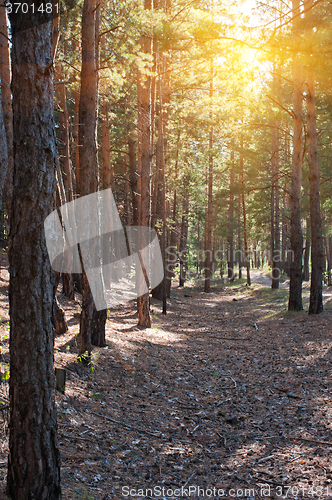 Image of Forest summer scene