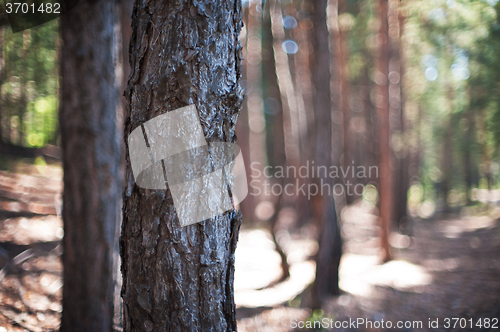 Image of Closeup tree in the forest