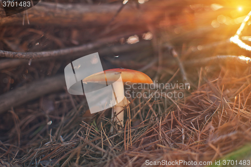 Image of Forest mushroom with shallow dof