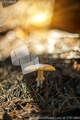 Image of Forest mushroom with shallow dof