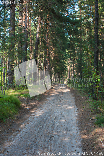 Image of Forest summer road