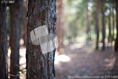 Image of Closeup tree in the forest