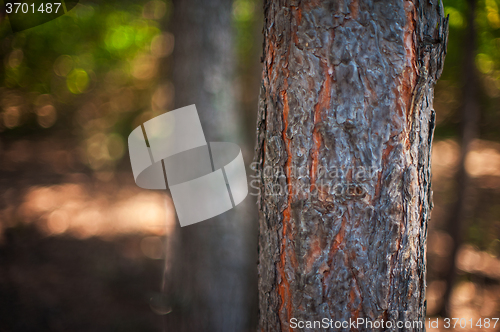 Image of Closeup tree in the forest