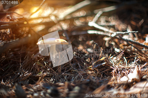 Image of Forest mushroom with shallow dof