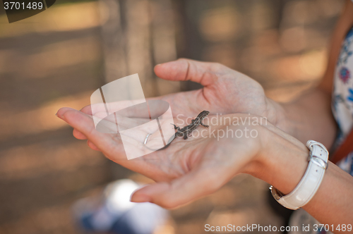 Image of In the forest