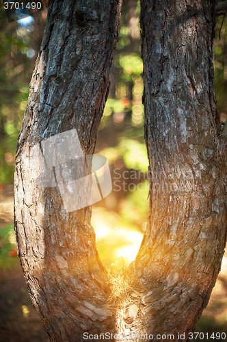 Image of Closeup tree in the forest