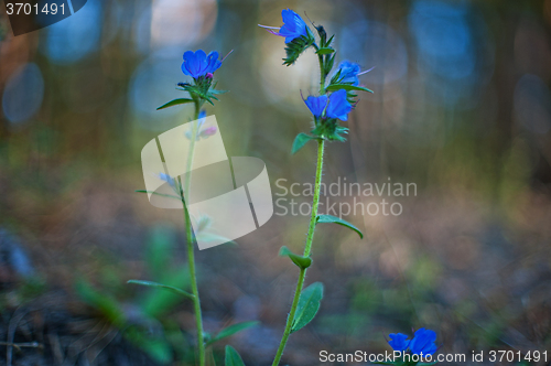 Image of Blue forest flower