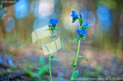 Image of Blue forest flower