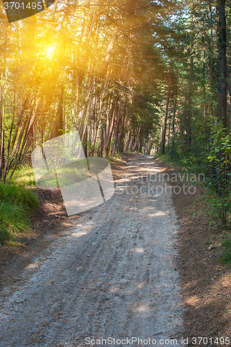 Image of Forest summer road