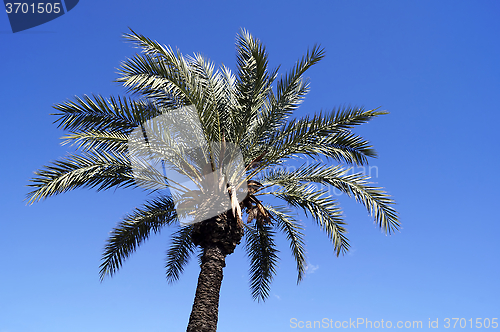 Image of Palm