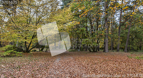 Image of Autumn Path