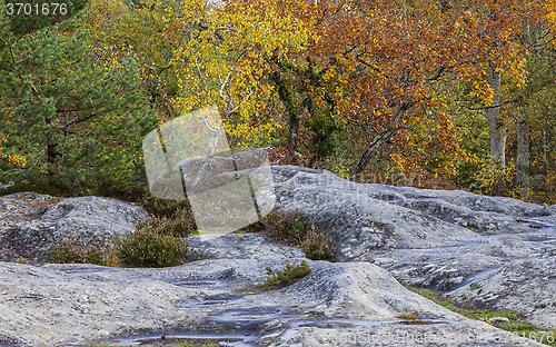 Image of Autumn Scene in Fontainebleau Forest