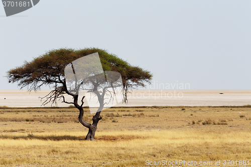 Image of Large Acacia tree in the open savanna plains Africa