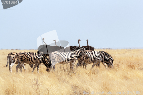 Image of herd of Zebra and ostrich in african bush