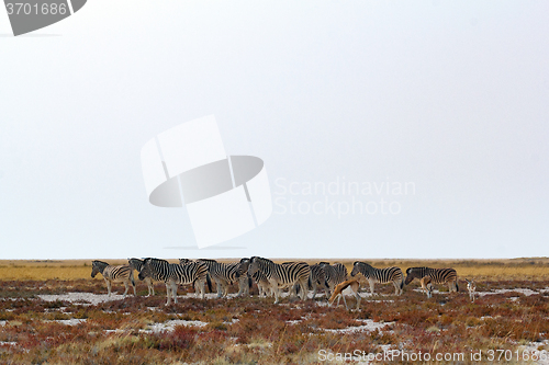 Image of herd of Zebra in african bush