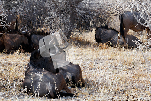 Image of wild Wildebeest Gnu