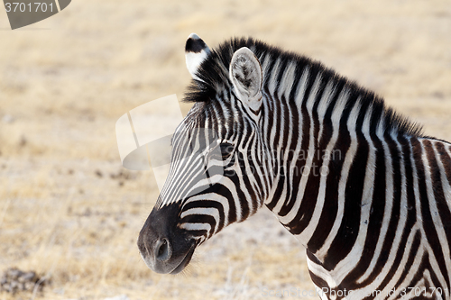 Image of Zebra in african bush