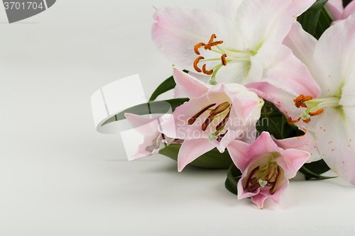 Image of bouquet of pink lily flower