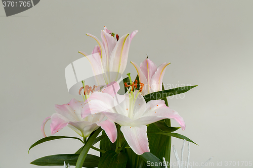 Image of bouquet of pink lily flower