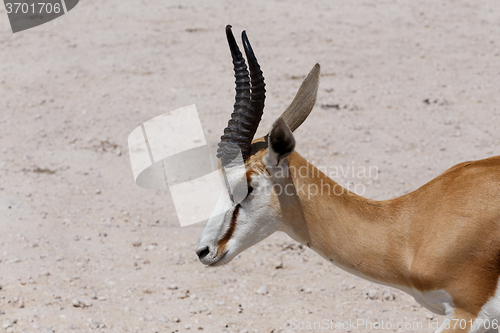 Image of springbok in Etosha