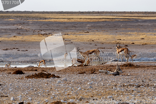 Image of herd of springbok on waterhole 