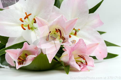 Image of bouquet of pink lily flower