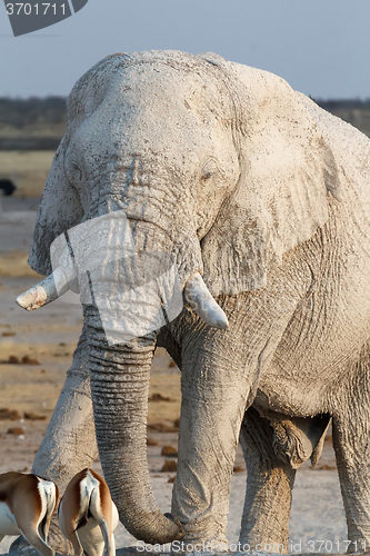 Image of White african elephants in Etosha