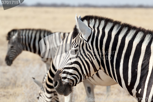 Image of herd of Zebra in african bush