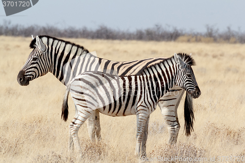 Image of Zebra foal with mother in african bush