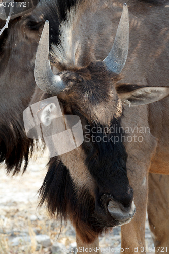 Image of wild Wildebeest Gnu