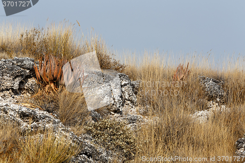 Image of flowering aloe in the Etosha desert