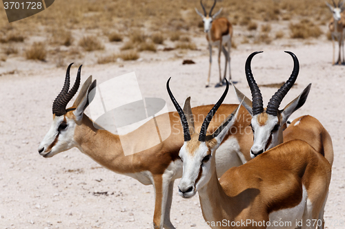 Image of herd of springbok in Etosha