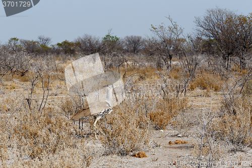 Image of Kori Bustard in african bush