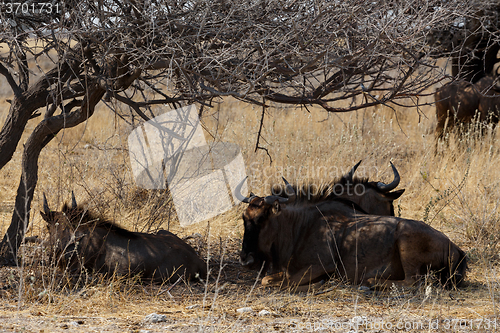 Image of wild Wildebeest Gnu