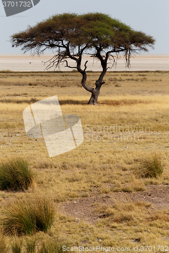 Image of Large Acacia tree in the open savanna plains Africa